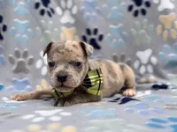 Tigger, a male French Bulldog and American Pit Bull Terrier for sale in Davenport, FL – 2 of 10