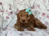 Barbie, a female Cockapoo and Poodle - Toy  for sale in Davenport, FL – 3 of 9