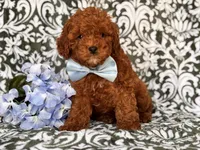 Joe, a male Cavapoo and Poodle - Toy  for sale in Davenport, FL – 3 of 10