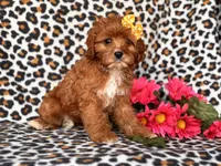 Vanessa , a female Cavapoo and Poodle - Toy  for sale in Davenport, FL – 10 of 10