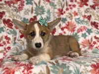 Rue, a female Pembroke Welsh Corgi for sale in Davenport, FL – 8 of 9