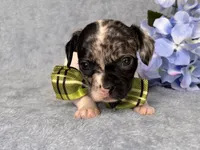 Moose, a male French Bulldog and Cockapoo for sale in Davenport, FL – 10 of 10