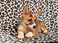 June, a female Pembroke Welsh Corgi for sale in Davenport, FL – 4 of 10