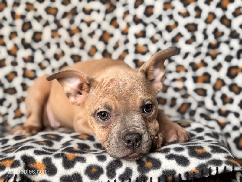 Stella – French Bulldog, American Pit Bull Terrier puppy for sale in Davenport, FL