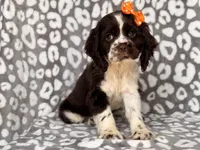 Jess, a female Cocker Spaniel for sale in Davenport, FL – 5 of 10