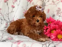Rosie, a female Poodle - Miniature  for sale in Davenport, FL – 3 of 10