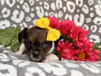 Beauty, a female French Bulldog and Cockapoo for sale in Davenport, FL – 8 of 10