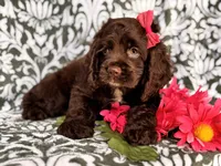 Jewel, a female Cocker Spaniel for sale in Davenport, FL – 4 of 10