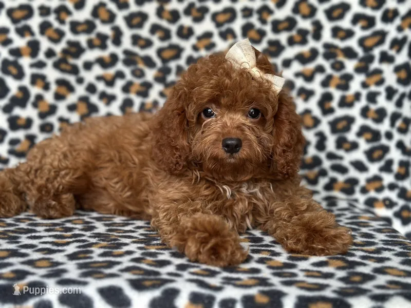  Bubbles  – Cavapoo, Poodle - Miniature  puppy for sale in Davenport, FL