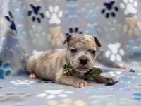 Tigger, a male French Bulldog and American Pit Bull Terrier for sale in Davenport, FL – 8 of 10