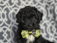 Socks , a male Poodle - Miniature  and Havapoo for sale in Davenport, FL – 1 of 10