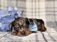 Squirrel, a male French Bulldog and Cockapoo for sale in Davenport, FL – 2 of 10