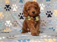 Hiccup, a male Cavapoo and Poodle - Miniature  for sale in Davenport, FL – 7 of 10