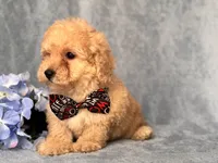 Danny, a male Poodle - Toy  and Poodle - Miniature  for sale in Davenport, FL – 7 of 8