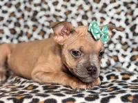 Stella, a female French Bulldog and American Pit Bull Terrier for sale in Davenport, FL – 3 of 10