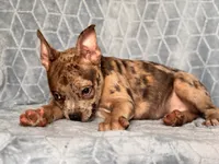 Buster-price reduced , a male French Bulldog and American Pit Bull Terrier for sale in Davenport, FL – 10 of 10