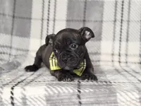 Camo, a male French Bulldog and American Pit Bull Terrier for sale in Davenport, FL – 7 of 9