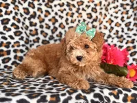 Britney, a female Poodle - Toy  and Poodle - Miniature  for sale in Davenport, FL – 8 of 10