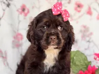 Diamond, a female Cocker Spaniel for sale in Davenport, FL – 9 of 10