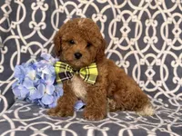 Romeo, a male Cavapoo and Poodle - Toy  for sale in Davenport, FL – 10 of 10