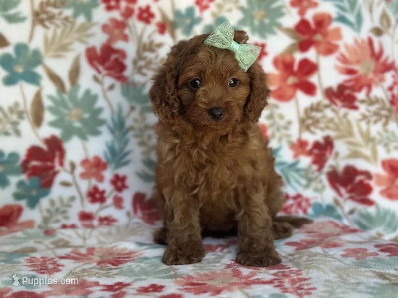 Delilah – Cavapoo, Poodle - Miniature  puppy for sale in Davenport, FL