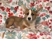 Rue, a female Pembroke Welsh Corgi for sale in Davenport, FL – 4 of 9