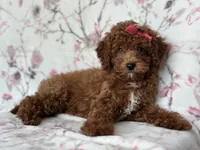 Mini-sale, a female Cavapoo and Poodle - Miniature  for sale in Davenport, FL – 3 of 10
