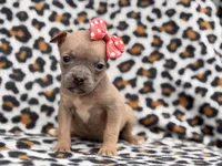 Stella, a female French Bulldog and American Pit Bull Terrier for sale in Davenport, FL – 7 of 10