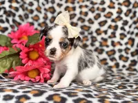 Quinn cookie, a female French Bulldog and Cockapoo for sale in Davenport, FL – 3 of 10