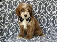 Bobby, a male Cockapoo and Poodle - Toy  for sale in Davenport, FL – 3 of 8