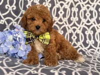 Romeo, a male Cavapoo and Poodle - Toy  for sale in Davenport, FL – 8 of 10