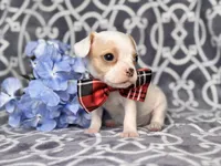 Mouse, a male French Bulldog and Cockapoo for sale in Davenport, FL – 9 of 10