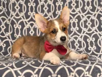 Max, a male Pembroke Welsh Corgi for sale in Davenport, FL – 2 of 10