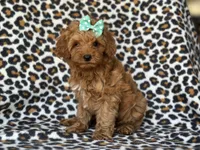 Baby, a female Cockapoo and Poodle - Toy  for sale in Davenport, FL – 8 of 10