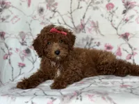 Mini-sale, a female Cavapoo and Poodle - Miniature  for sale in Davenport, FL – 8 of 10