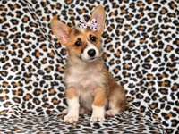 June, a female Pembroke Welsh Corgi for sale in Davenport, FL – 9 of 10