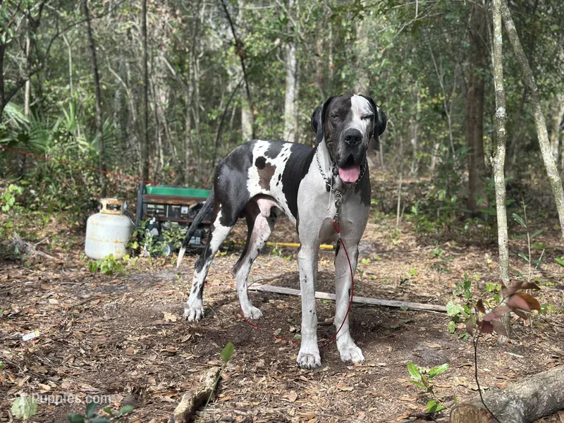 Mozzarella  – Great Dane puppy for sale in Davenport, FL
