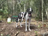 Mozzarella , a male Great Dane for sale in Davenport, FL – Photo 1 of 4
