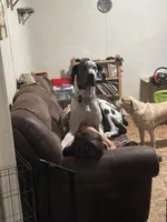 Mozzarella , a male Great Dane for sale in Davenport, FL – Photo 4 of 4