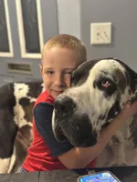 Mozzarella , a male Great Dane for sale in Davenport, FL – Photo 2 of 4