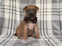 Buck, a male American Pit Bull Terrier and Cane Corso for sale in Davenport, FL – 7 of 10