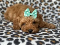 Baby, a female Cockapoo and Poodle - Toy  for sale in Davenport, FL – 6 of 10