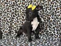 Bug, a female American Pit Bull Terrier and Black Mouth Cur for sale in Davenport, FL – Photo 4 of 5