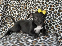 Bug, a female American Pit Bull Terrier and Black Mouth Cur for sale in Davenport, FL – Photo 2 of 5