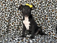 Bug, a female American Pit Bull Terrier and Black Mouth Cur for sale in Davenport, FL – Photo 1 of 5