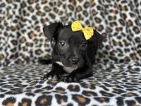 Bug, a female American Pit Bull Terrier and Black Mouth Cur for sale in Davenport, FL – Photo 3 of 5