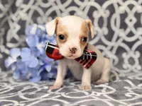 Mouse, a male French Bulldog and Cockapoo for sale in Davenport, FL – 3 of 10