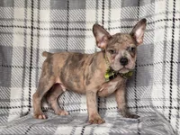 Tigger, a male French Bulldog and American Pit Bull Terrier for sale in Davenport, FL – 7 of 10