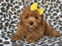Hope, a female Cavapoo and Poodle - Toy  for sale in Davenport, FL – 3 of 9