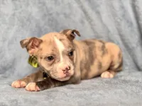 Dagger, a male French Bulldog and American Pit Bull Terrier for sale in Davenport, FL – 7 of 10
